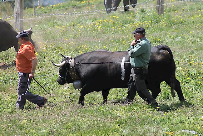 «Bsetztag» auf der Alpe Pletschen. 