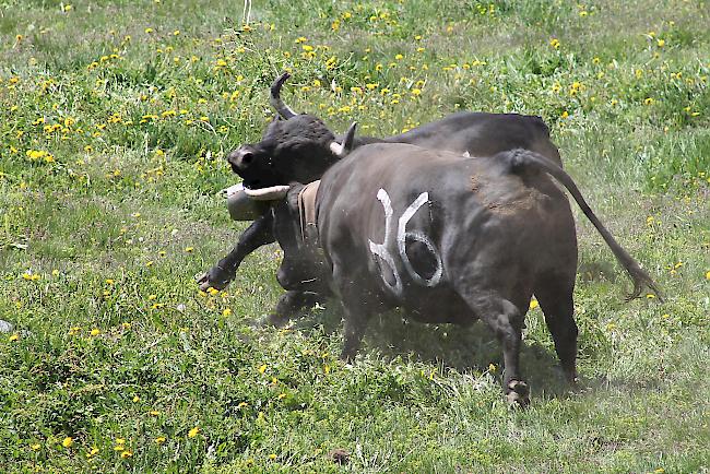 Die Tiere boten spektakuläre Kämpfe. 