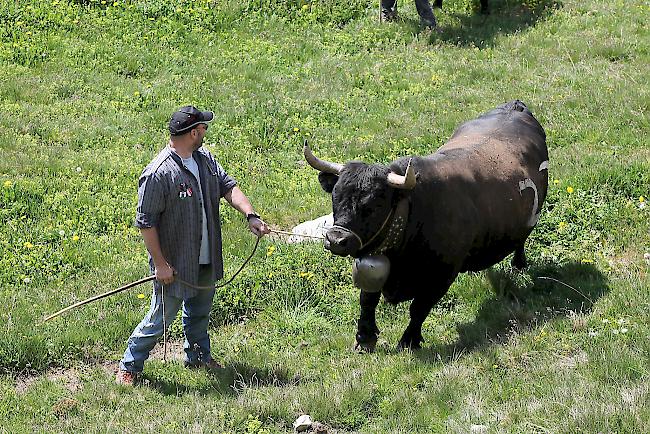 Die Züchter führen ihre Tiere auf die Alpwiesen. 