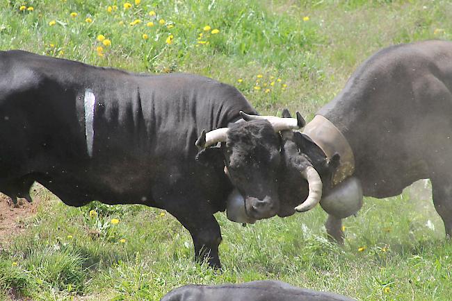 «Bsetztag» auf der Alpe Pletschen. 