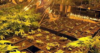 Die Kantonspolizei Appenzell-Ausserrhoden hat am Montagmorgen in Grub und Wald AR zwei professionell eingerichtete Hanfplantagen ausgehoben.