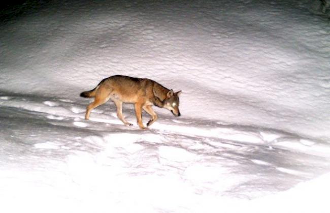 Fotofallenbild eines männlichen Wolfes im Lötschental vom 10. März 2014. 