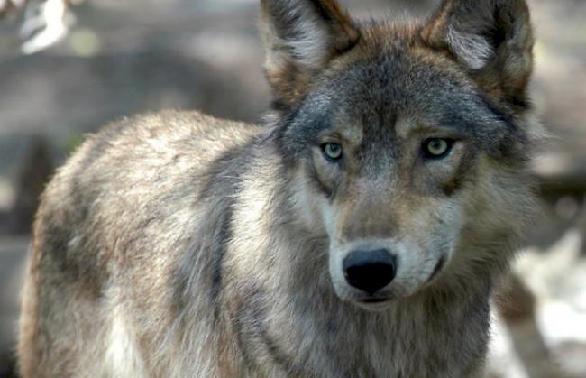 Im Goms hält sich vermutlich ein Wolf auf.