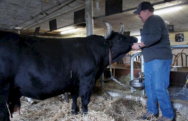 Viktor Gsponer (55), Getwing, mit Titelverteidigerin «Cobra», ca. 730 Kilogramm: «Die Dichte an kampfstarken Kühen hat in den letzten Jahren enorm zugenommen. In Aproz sind Tagesform und viel Glück entscheidend. Pouky ist eine heisse Anwärterin auf den Titel.»