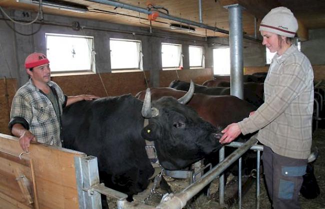 Marcel Lengen (45) und Ariette (34), Bürchen, mit Königin «Belone» (6,5), ca. 781 Kilogramm: «Belone ist bereit. Wir haben das möglichste dafür getan. Nun kommt es auch auf die Tagesform an. Über eine Platzierung in den ersten sieben Rängen würden wir uns freuen. Und ein Sieg wäre natürlich eine super Sache. Sowohl Pouky als auch Cobra sind unsere Favoritinnen.» 