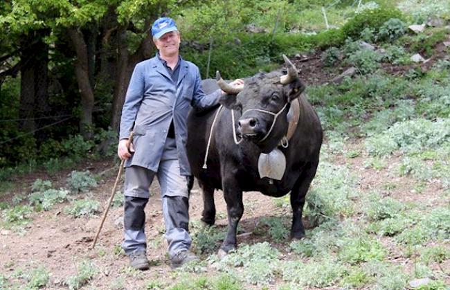 Ivo Fux, Eggerberg mit Königin «Babylon» (8), ca. 780 Kilogramm: «Für mich hat Babylon schon genug erreicht, immerhin hat sie acht Siegerpreise geholt. Alle Kühe, die am Sonntag kämpfen werden, sind Titelanwärterinnen.»  