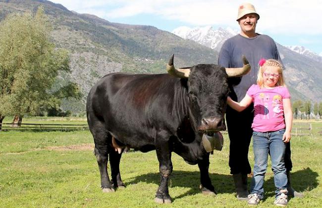 Roger Lötscher (49) mit Rea (7), Agarn, mit Königin «Paloma» (7,5), ca. 730 Kilogramm: «Wichtig ist, dass Paloma am Sonntag gesund zurück kehrt und dass wir faire Kämpfe und gute Juroren sehen. Die Tiere sollen die Stechen entscheiden. Etwa acht Kühe gehören zu meinem Favoritenkreis. Es soll die Beste gewinnen.»   