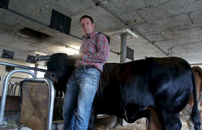 Raymund Gsponer (42), Baltschieder, mit Königin «Riva», ca. 660 Kilogramm: «Wenn ,Riva aufgrund ihres Gewichts in der zweitschwersten Kategorie kämpfen kann, hat sie sicherlich Chancen auf den Kategoriensieg. Für mich ist Cobra die Favoritin auf den Titel.»