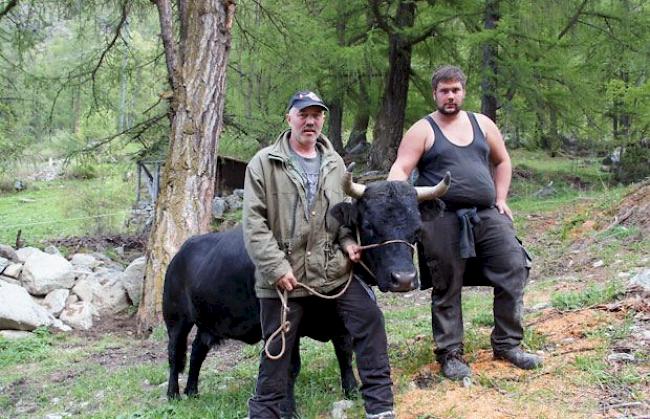 Besitzer Diego Gruber  (rechts, 25) und Patrick Imboden (45), Herbriggen, mit Königin «Morena», ca. 603 Kilogramm: «Morenas Chancen  auf eine gute Platzierung sind sicher intakt, wenn sie einen guten Tag erwischt. Als Favoritin sehe ich die Comptoir-Siegerin 'Pouky'.»