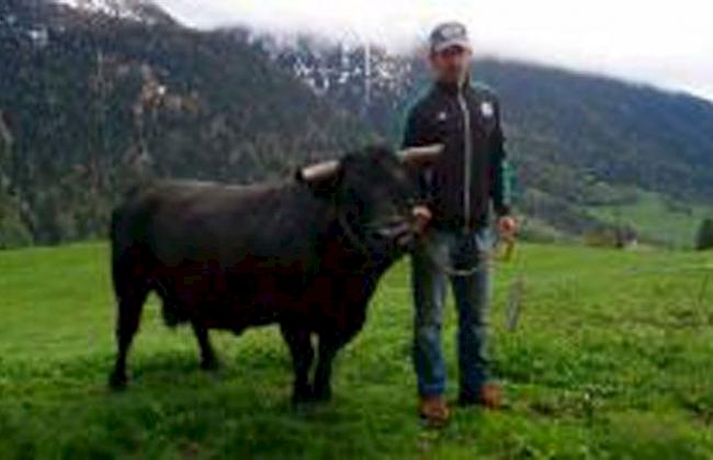 Axel Heister (42), Bellwald, mit Königin «Paloma», ca. 640 Kilogramm: «Ich hoffe natürlich auf eine gute Platzierung und würde mich über eine Glocke freuen. Favoritin habe ich keine, meistens gewinnt sowieso keine der meistgenannten Anwärterinnen auf den Titel.»