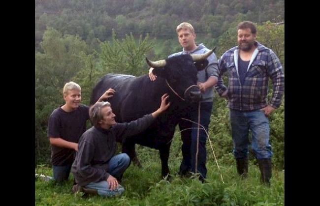 Otto (15) und Karin (44) Walpen sowie Kari (28) und Fredy (53) Kummer (es fehlt Martina Zurbriggen), Naters, mit Königin «Bonnie», ca. 620 Kilogramm: «Wir hoffen auf eine gute Platzierung, aber am Kantonalen ist die Konkurrenz enorm gross. Wir würden uns freuen, wenn Cobra den Titel verteidigen könnte.»