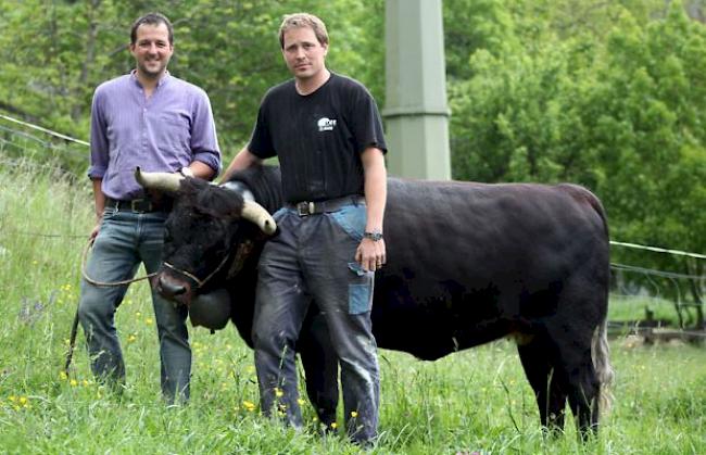 «Wiwanni-Püüru» Veit Schmid (36) und Stefan Leiggener (36), Lalden, mit Königin «Berlin» (2,5), ca. 560 Kilogramm: «Weil es auch bei den Kämpfen in Aproz auf die Tagesform, die einzelnen Paarungen und auf viele andere Faktoren ankommt, können wir keine Favoritin nennen. Die Beste soll gewinnen. Schön wäre sicher, wenn der Titel im Oberwallis bleibt. Für Berlin erhoffen wir uns den Finaleinzug.»      