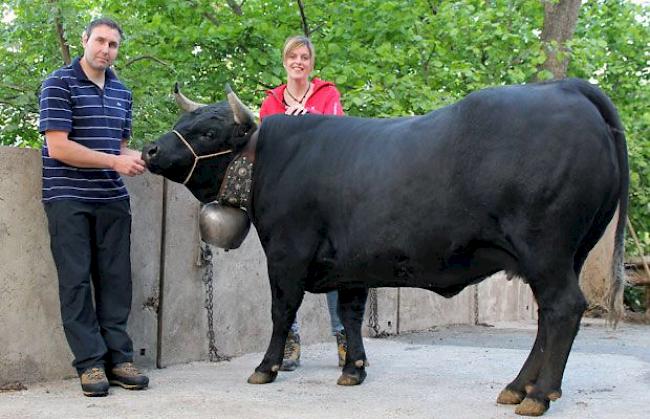 Horst (33) und Alexandra (30) Wyssen, Gampel, mit Königin «Zibira» (4), ca. 660 Kilogramm: «Von Siegerinnen bei Qualifikationskämpfen wird am Sonntag sicher etwas mehr erwartet. Schliesslich entscheiden aber die Tagesform, die einzelnen Paarungen, die körperliche Verfassung des Tieres und das Glück über den Sieg. Unsere Favoritinnen sind Pouky und Paloma.»