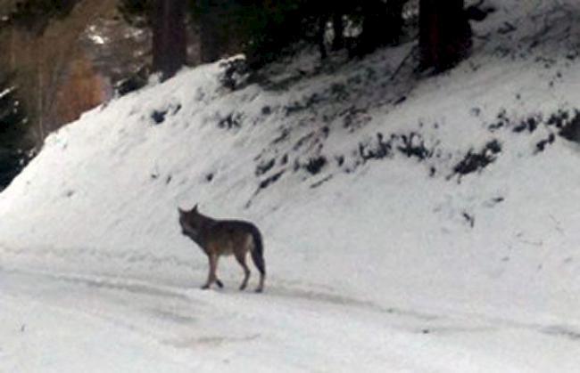 Wolf M34, fotografiert im Spätherbst 2013 bei Unterbäch.