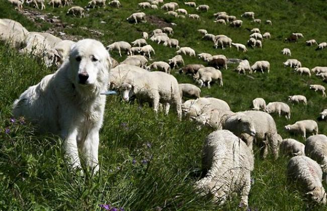 Zuverlässiger Schutz. Im Turtmanntal werden zur Wolfsabwehr neben einer Hirtin erfolgreich Herdenschutzhunde eingesetzt. (Keystone)