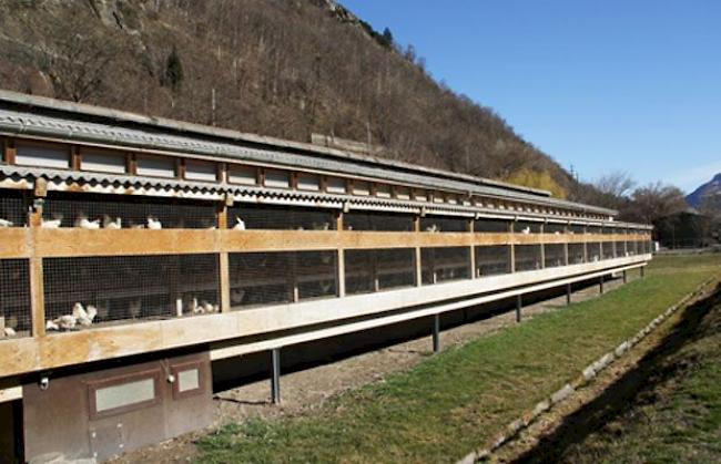 Bei tiefen Temperaturen kann es sein, dass Hühner weniger Eier legen. In Naters kein Thema: Die Ställe sind jeweils um die 17 bis 18 Grad warm.