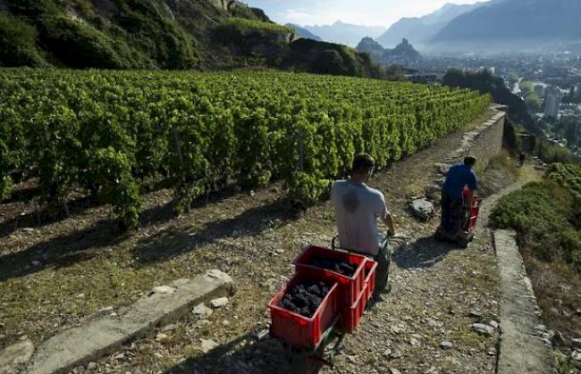 Weinernte bei Sitten (Archiv)