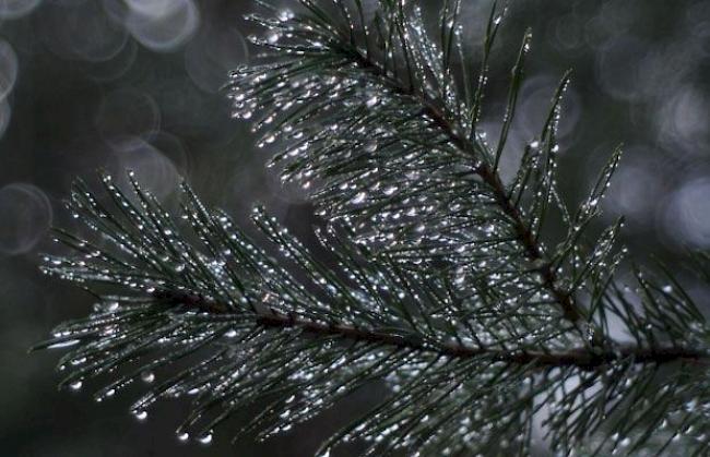 Offenblendfotografie bei Tauwetter im Pfynwald