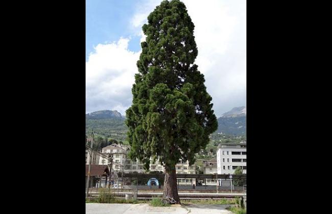 Der Mammutbaum beim Bahnhofsareal in Siders