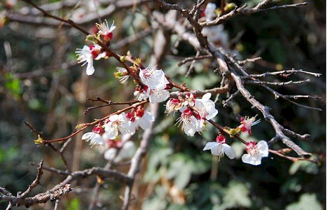 Die Knospen weisen derzeit einen Vorsprung von rund zwei Wochen auf ein durchschnittliches Jahr auf.