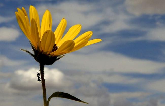 Ameisen können Hochwasser durch Improvision überwinden. 