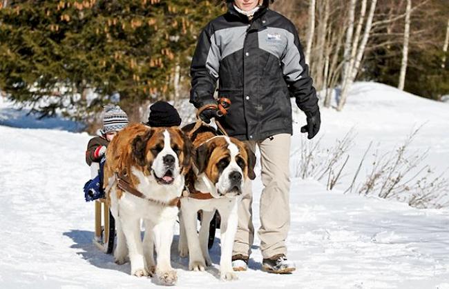 Winterwandern mit Bernhardinern