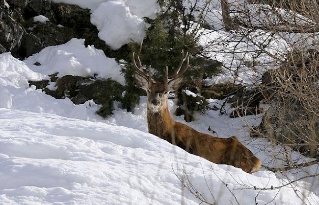 Hirsch im Winter.
