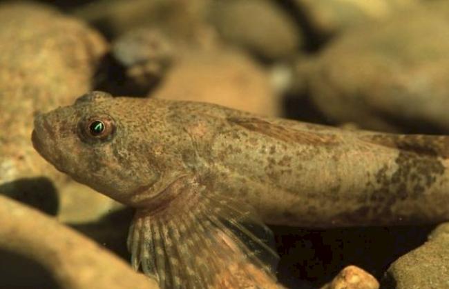 Der Schweizerische Fischerei-Verband hat die Groppe zum Fisch des Jahres 2014 gewählt eine Botschafterin für gesunde Wasserräume.