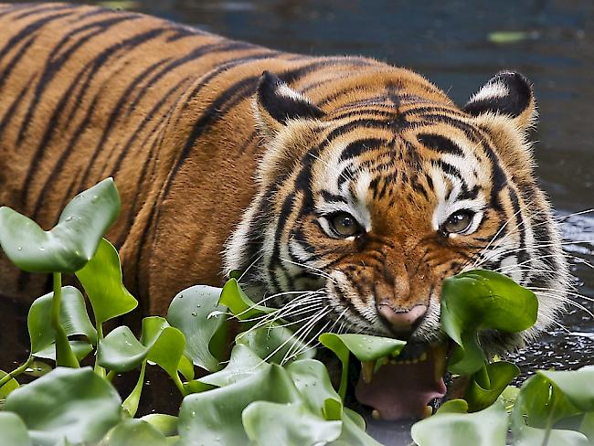 Aus dem Zoo ausgebrochen, machen Tiger die georgische Hauptstadt Tiflis unsicher.