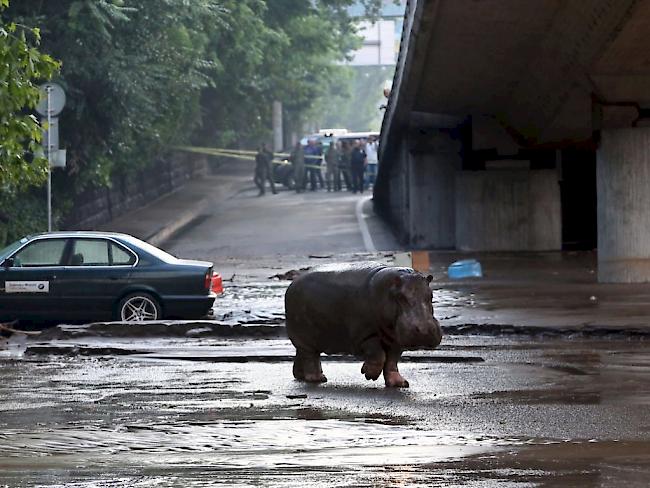 Auch ein Flusspferd aus dem Zoo streunte nach dem verheerenden Unwetter durch die georgische Haupstadt Tiflis.