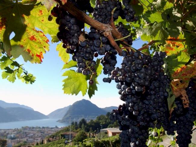 Merlot-Trauben bei Porza im Tessin (Archiv)