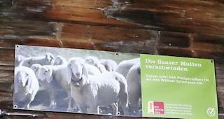 Schon jetzt wird mit Blachen auf die seltene Schafrasse aufmerksam gemacht. 