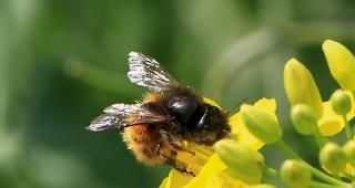 Im Wallis fehlt es an Bienen f&uuml;r eine ausreichende Best&auml;ubung.