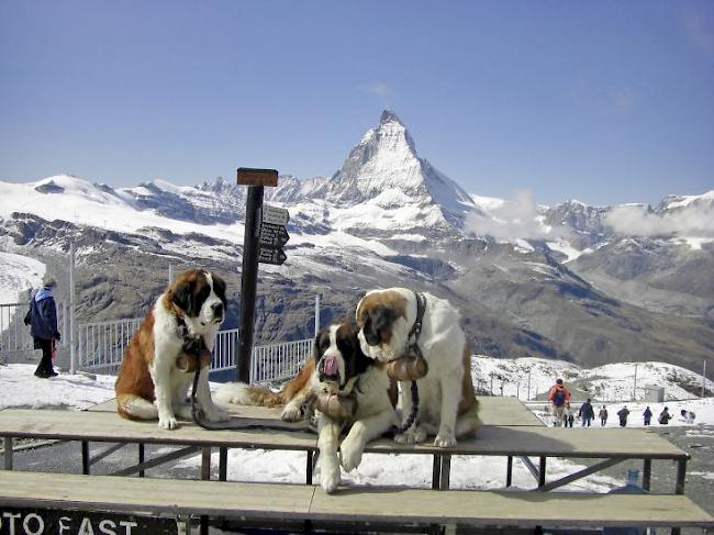 Für Menschen zwar hübsch, für die Tiere dagegen eine Qual. Ein Erinnerungsfoto mit den Bernhardinern in Zermatt.