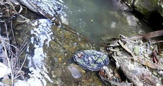 Die Gemeinde Leuk-Susten wird den Feschelbach im Fr&uuml;hling reinigen lassen.