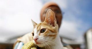 Wenn Ihrem Haustier etwas fehlt, sollte es zum Arzt.