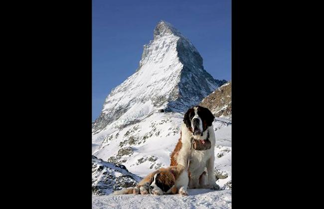 Bernhardiner vor dem Matterhorn