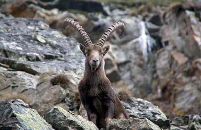Steinbock im Walliser Winter (Symbolbild)