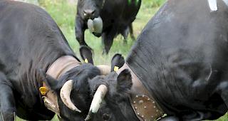 Impressionen vom &laquo;Bsetztag&raquo; auf der Moosalp