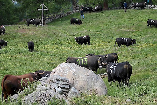 Impressionen vom «Bsetztag» auf der Moosalp