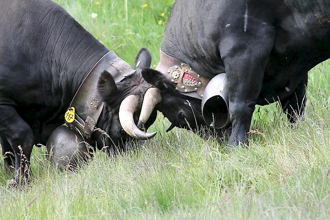 Impressionen vom «Bsetztag» auf der Moosalp