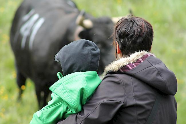 Impressionen vom «Bsetztag» auf der Moosalp