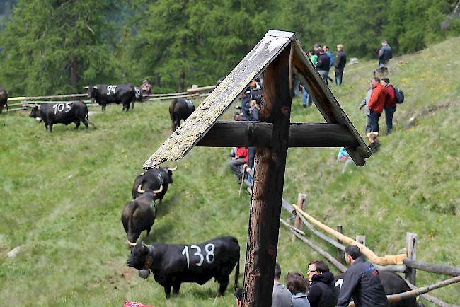 Impressionen vom «Bsetztag» auf der Moosalp