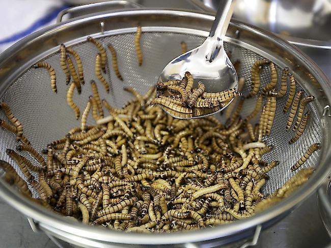 Mehlwürmer sind gute und günstige Proteinlieferanten. Ob sie sich auf dem Speisezettel durchsetzen, steht auf einem anderen Blatt (Archiv)