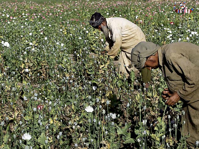 Afghanische Bauern auf einem Mohnfeld - sie sammeln den Rohstoff für Opium und Heroin (Archiv)