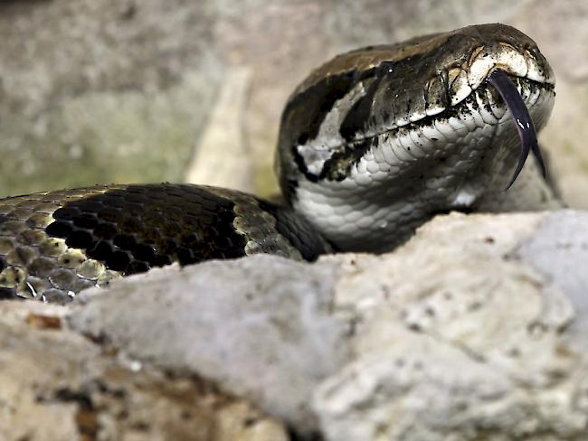 Die Schlange fühlte sich gestresst, weil ihr Parkbesucher beim Verdauen zusahen (Bild: Tigerpython)