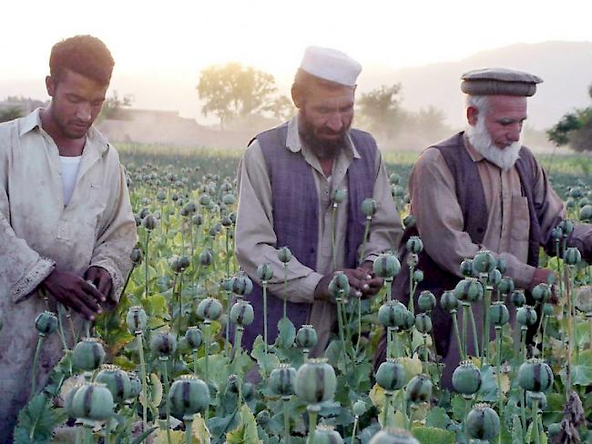 Afghanische Bauern in einem Mohnfeld (Archiv).