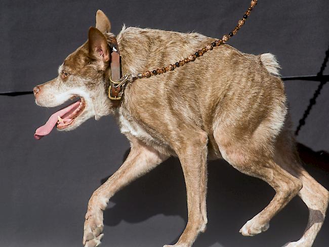 Quasi Modo ist der hässlichste Hund.