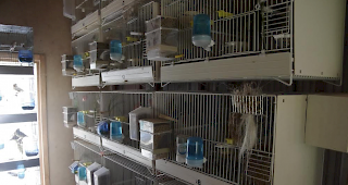 Rund 100 V&ouml;gel besitzt der Vogelliebhaber in seiner Zucht in Blatten.