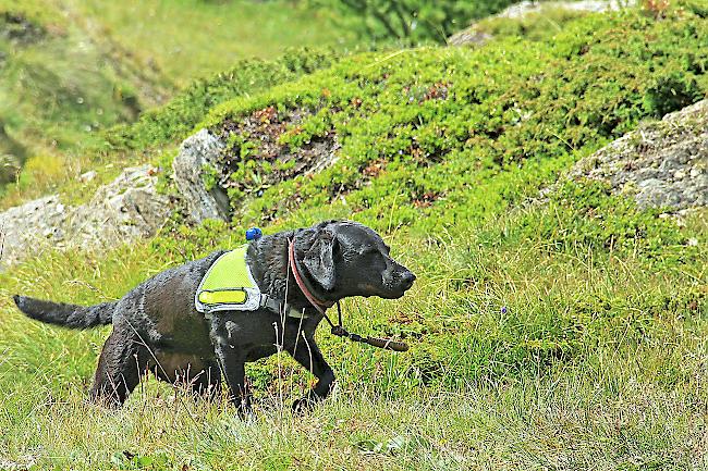Ein Geländesuchhund ist oft die letzte Chance, einen Vermissten in unwegsamem Gelände zu finden.